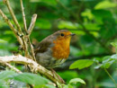 Robin - Rudzik